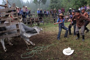 San Cristóbal de Las Casas. Habitantes de San Isidro el Ocotal  una comunidad 50 familias  que viven de la agricultura festejan al santo del mismo nombre con una misa, comida y la tradicional "montada del toro" en el que se reune todo el pueblo para disfrutar del espectáculo. Fotos: Elizabeth Ruiz/Chiapas PARALELO