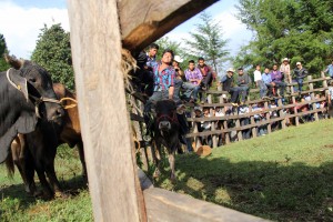 San Cristóbal de Las Casas. Habitantes de San Isidro el Ocotal  una comunidad 50 familias  que viven de la agricultura festejan al santo del mismo nombre con una misa, comida y la tradicional "montada del toro" en el que se reune todo el pueblo para disfrutar del espectáculo. Fotos: Elizabeth Ruiz/Chiapas PARALELO