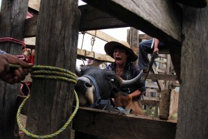 San Cristóbal de Las Casas. Habitantes de San Isidro el Ocotal  una comunidad 50 familias  que viven de la agricultura festejan al santo del mismo nombre con una misa, comida y la tradicional "montada del toro" en el que se reune todo el pueblo para disfrutar del espectáculo. Fotos: Elizabeth Ruiz/Chiapas PARALELO