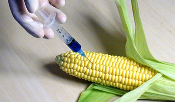 Es posible que la leche de vaca o muchos de los medicamentos que nos suministran por distintas vías sean producidos transgénicamente, dice José Nahed Toral, investigador del Colegio de la Frontera Sur, (ECOSUR).