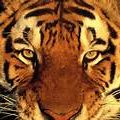 tigre