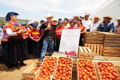 Ex gobernador Sabines durante la inaguración de un invernadero de tomate en Amatenango del Valle. Foto: Icoso