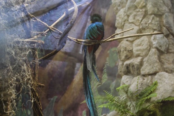 Quetzal donado a Xcaret. Foto: Elizabeth Ruiz