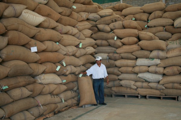 La mayor parte del café se destina en este momento a la venta en el mercado internacional. Foto: Ángeles Mariscal/Chiapas PARALELO