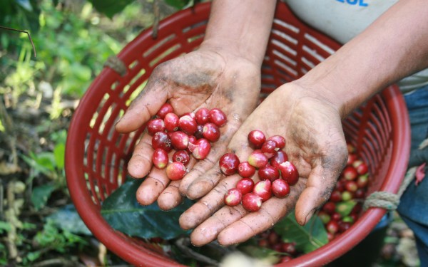 En la cosecha 2013 los productores de CESMACH obtuvieron 18 mil quintales de café, de los cuales 16 mil 500 quintales se destinaron al mercado internacional, principalmente Estados Unidos, Japón y Europa. Foto: Ángeles Mariscal