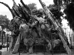 Restos del ahuehuete donde dicen que lloró Cortés. (Foto: artetcultura.com.mx)