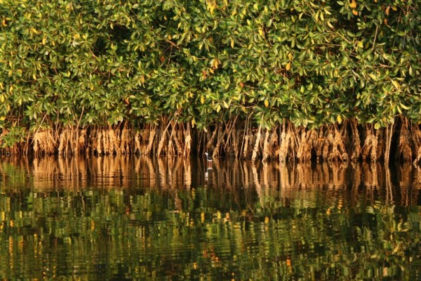 El 26 de julio es el Día Internacional de la Defensa del Manglar. Foto: Conafor