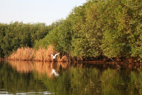 Este bosque que crece entre el agua y la tierra posee  cuatro diferentes especies  de mangle: mangle rojo, mangle blanco, mangle negro y mangle botoncillo. Foto: CONAFOR