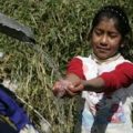 Agua potable en comunidades indígenas.