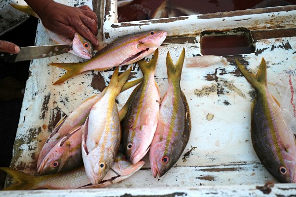 Peces pescados. Foto: Elizabeth Ruiz