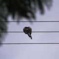 Foto: Francisco López Velásquez/ Chiapas PARALELO. 