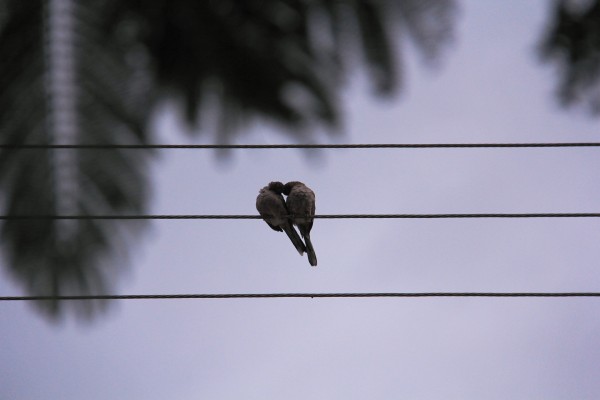 Foto: Francisco López Velásquez/ Chiapas PARALELO. 