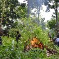 El Ejecito Mexicano y distintas corporaciones estatales participaron en la incineración de aproximadamente dos mil plantas de coca localizadas en el municipio de Tuxtla Chico. Foto: Cesar Rodríguez