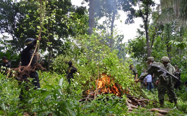 El Ejecito Mexicano y distintas corporaciones estatales participaron en la incineración de aproximadamente dos mil plantas de coca localizadas en el municipio de Tuxtla Chico. Foto: Cesar Rodríguez