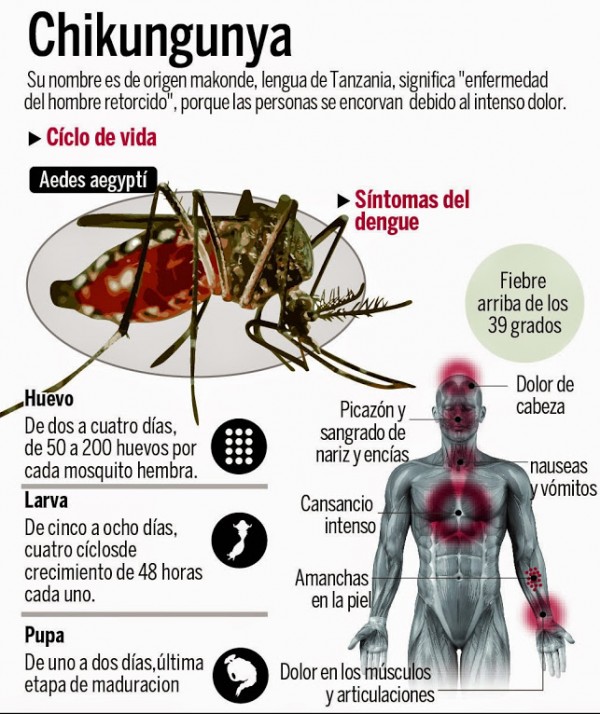 chikungunya1