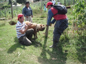 En su labor diaria inspecciona los puercos en las comunidades rurales de Chiapas. 