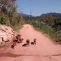 Señala que así andan los puercos en las comunidades rurales de Chiapas, por lo que es fácil que se infecten.