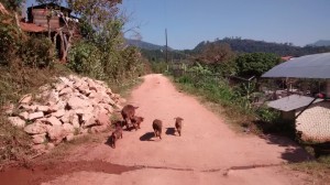 Señala que así andan los puercos en las comunidades rurales de Chiapas, por lo que es fácil que se infecten.