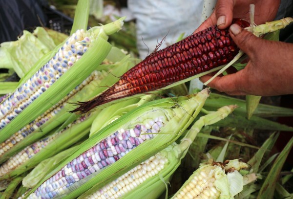 Campesinos demandan una solución de carácter nacional para paliar la caída de precio del maíz. Foto: Elizabeth Ruiz