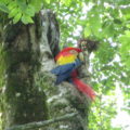La CONANP  monitorea la guacamaya roja en comunidades de Palenque. Avistamientos muestran 5 parejas en inmediaciones del área natural protegida