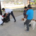 Perros en San Cristóbal de las Casas, durante campaña de vacunación contra la rabia. Foto: Emiliano Hernández