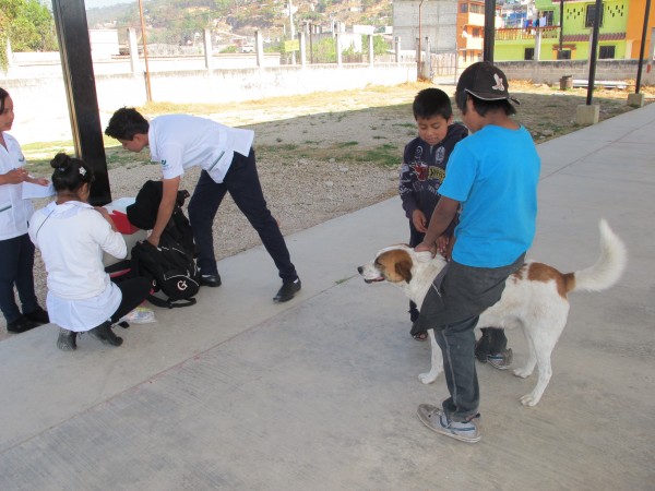 Perros en San Cristóbal de las Casas, durante campaña de vacunación contra la rabia. Foto: Emiliano Hernández