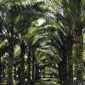 Al menos 40 mil hectáreas de tierra en Chiapas están sembradas con palma de aceite. Foto: Cortesía