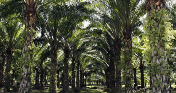 Al menos 40 mil hectáreas de tierra en Chiapas están sembradas con palma de aceite. Foto: Cortesía