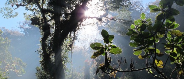 Había tenido uno de los más bellos regalos, entre luces y susurros, la naturaleza le  había recordado la importancia de darse un espacio para convivir con ella