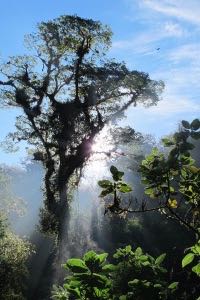 El Triunfo, bosque de niebla en Chiapas. Foto: Ángeles Mariscal/ChiapasPARALELO