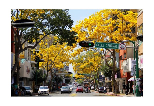 Así luce el primer domingo de marzo, la principal avenida de la ciudad de Tuxtla Gutiérrez, Chiapas, con sus árboles de Primavera. Foto: Jacob García