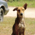 El Orejas, el perro que merodea en Laguna Encantada.  Fotografía: Ángel Rodrigo Martínez Fernández