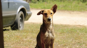 El Orejas, el perro que merodea en Laguna Encantada.  Fotografía: Ángel Rodrigo Martínez Fernández