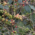La roya mata lentamente a las plantas de café; en Chiapas los productores enfrentan crisis. Foto: Cortesía 