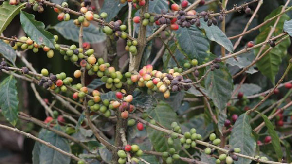 La roya mata lentamente a las plantas de café en Chiapas. 