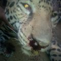 Imágenes del jaguar cazado en Sacún Cubwitz, Chilón. Foto cortesía: Mario Gómez