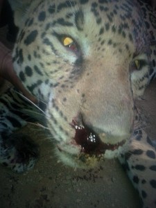 Imágenes del jaguar cazado en Sacún Cubwitz, Chilón. Foto cortesía: Mario Gómez