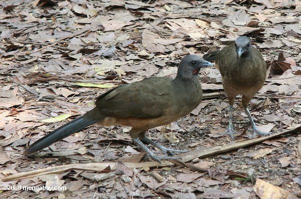 Chachalacas, afectadas por la influeza aviar en el ZooMAT. Foto: http://es.mongabay.com/