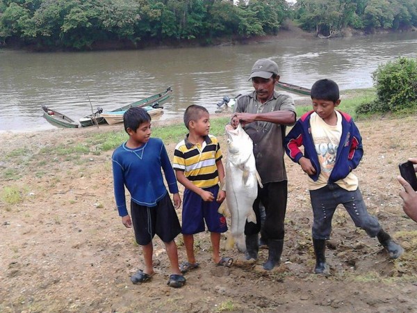 Mortandad de peces en el Usumacinta