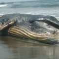 Ballena Jorobada, cuya especie se encuentra bajo protección especial. Foto: CONANP