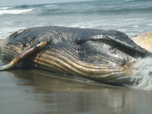 Ballena Jorobada, cuya especie se encuentra bajo protección especial. Foto: CONANP