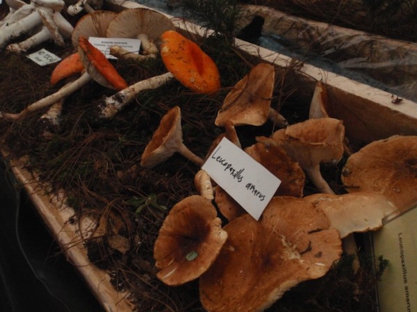 Hongos de Chiapas. Foto: Cortesía Museo