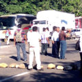 En 2012 los campesinos empezaron a alertar por la entrada de la plaga a las plantaciones de Chiapas. Foto: Cortesía