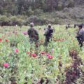 Sedena localiza plantíos de amapola en la frontera con Guatemala Sedena destruyó plantios de amapola en Las Margaritas. Foto: Cortesía