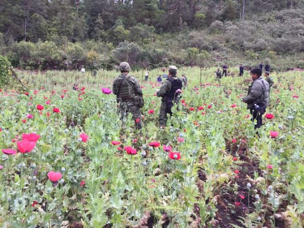 Sedena destruyó plantios de amapola en Las Margaritas. Foto: Cortesía