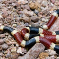 serpiente-coralillo