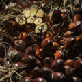 Frutos de Palma Africana,  se machaca y se extrae el centro aceitoso 
Foto: Moysés Zúñiga Santiago.