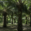 Plantación de Palma Africana en el ejido boca Chajul, ubicado en la frontera con Guatemala, Selva Lacandona, Chiapas. 
Foto: Moysés Zúñiga Santiago.