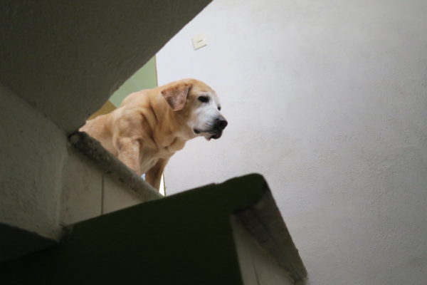 La mirada de cada perro puede decirnos tanto, las miradas que intercambian con nosotros pueden conectar con los corazones, mostrar su nobleza, así lo percibo.