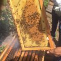 Chiapas es el tercer productor de miel a nivel nacional. Foto: Isaín Mandujano/Chiapas Paraleo